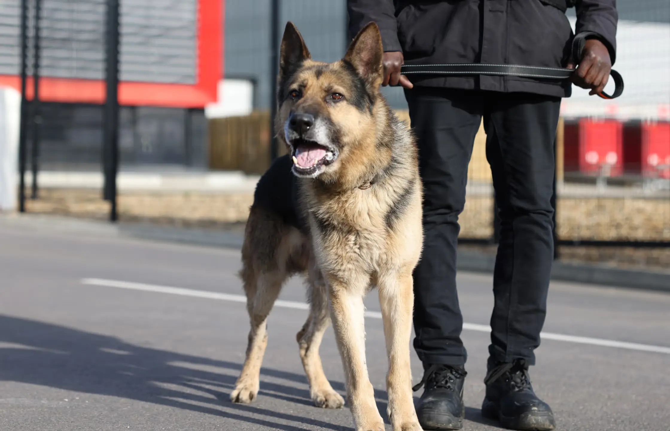 Canine Security Units